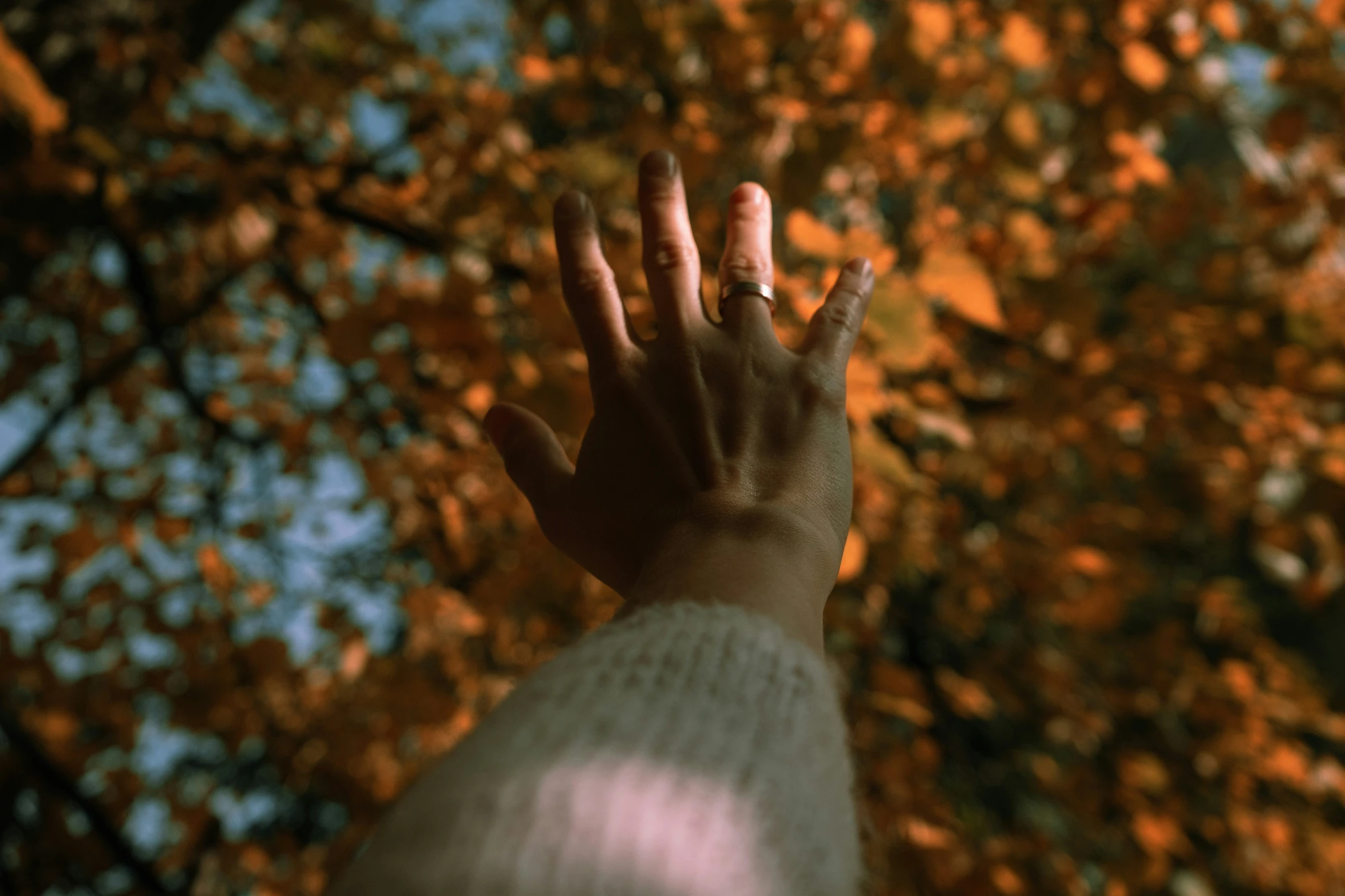 a person's hand is shown holding up the leaves of a tree