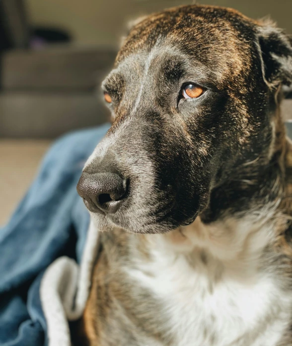 closeup of brown and white dog sitting on a blue blanket