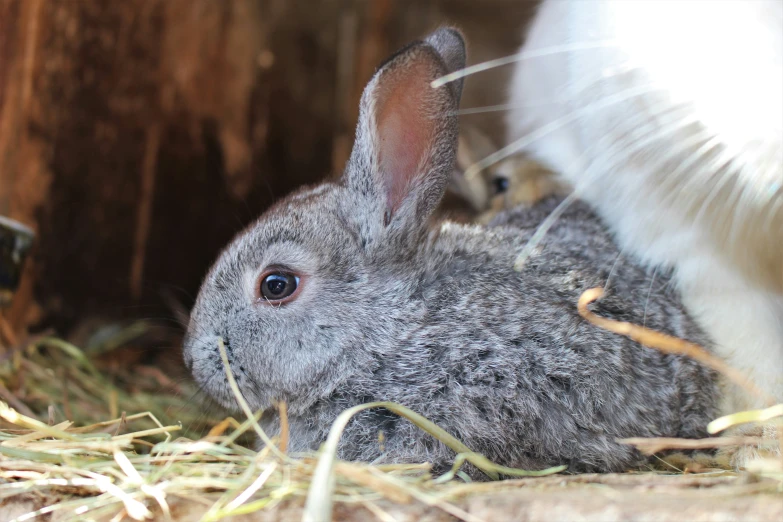 a fluffy gray rabbit sitting next to a white cat