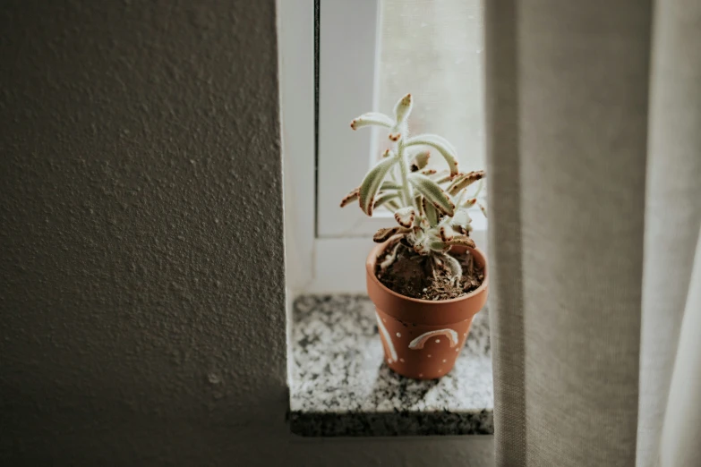 the window is open to a cactus in a planter