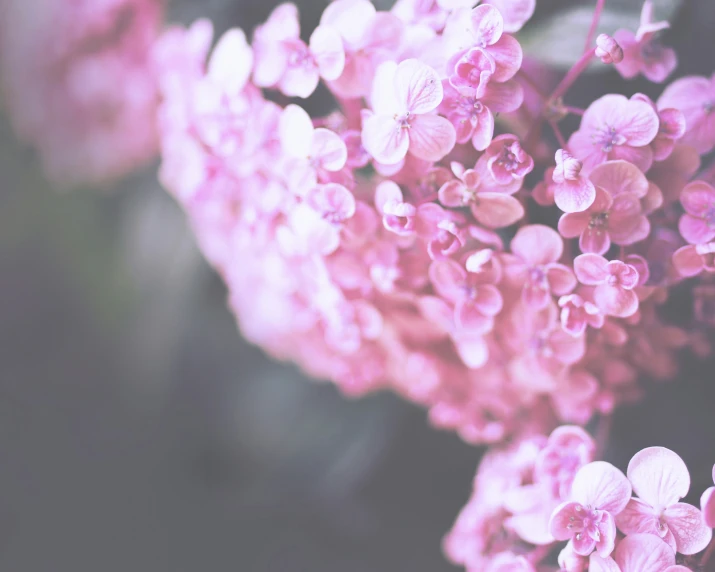 a picture of a bunch of pretty flowers