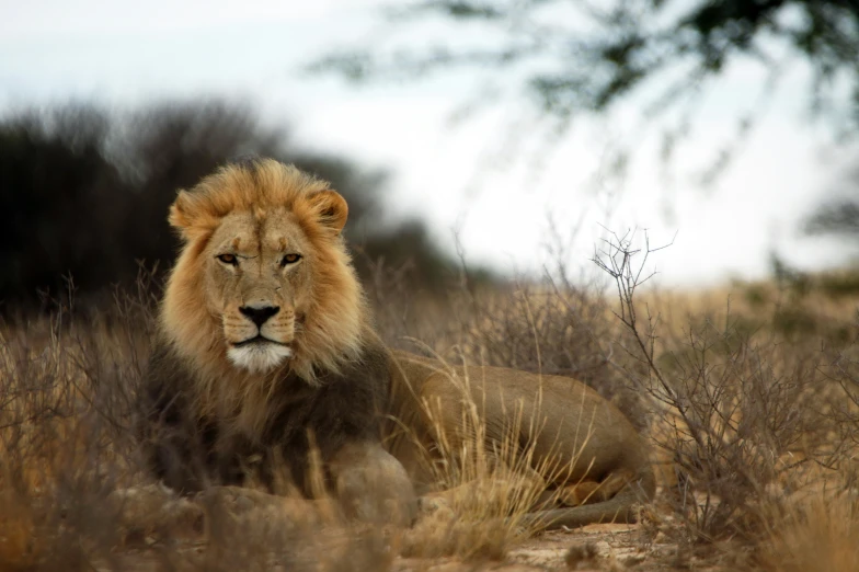 the big lion is laying down in the tall grass