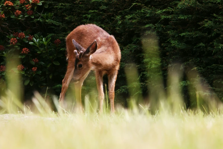 an animal standing on top of a lush green field