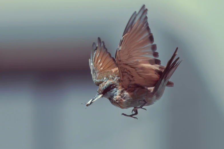 a small brown and white bird with a bug in its mouth