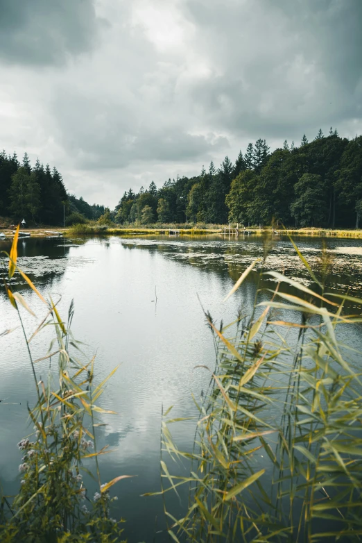 a river running through a forest with lots of tall grass