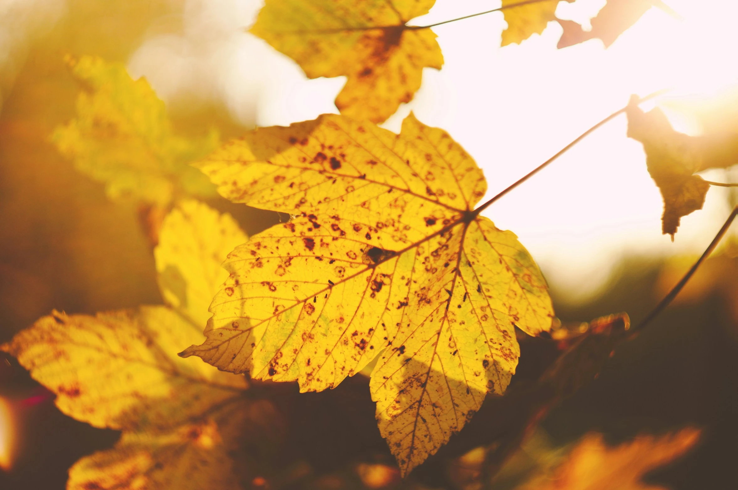 the leaves and nches in the autumn are brightly colored