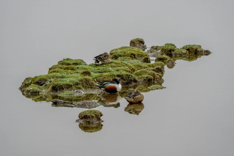 birds rest in the grass as they perch on a submerged plant