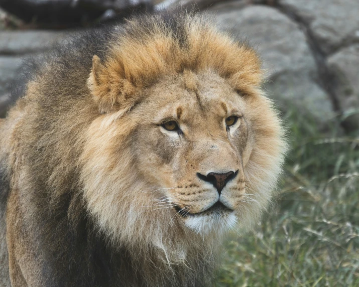 an image of a lion walking on grass