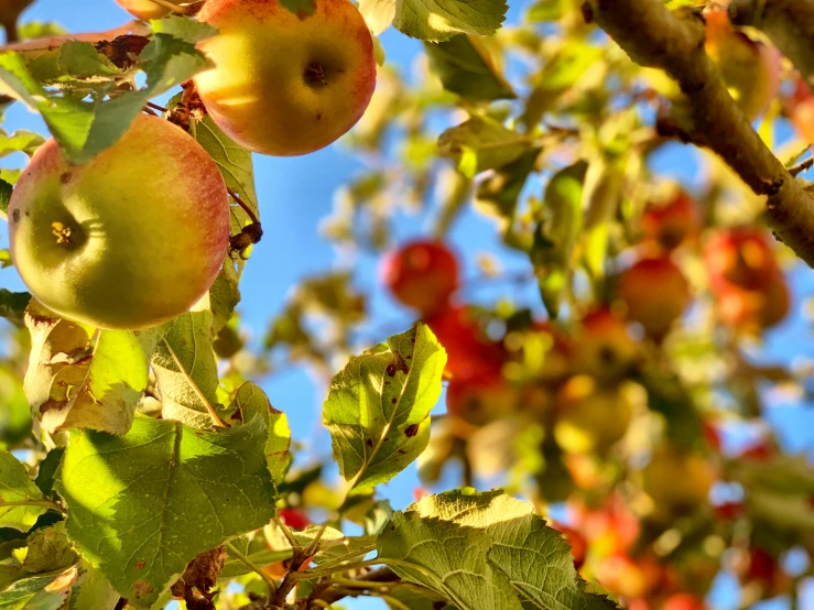 apples growing on a tree with leaves in front of a blue sky