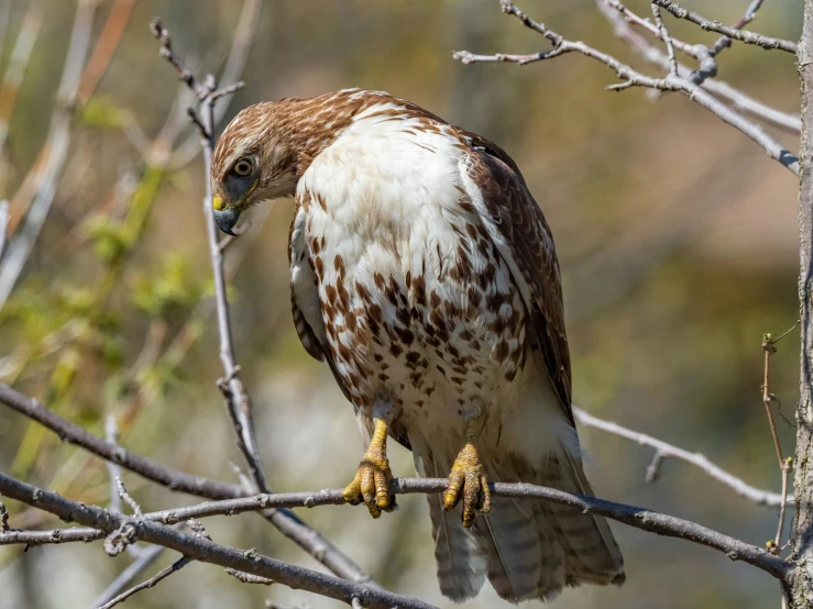 there is a brown and white bird perched on a tree nch