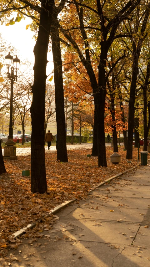 an empty sidewalk with autumn leaves covering the ground