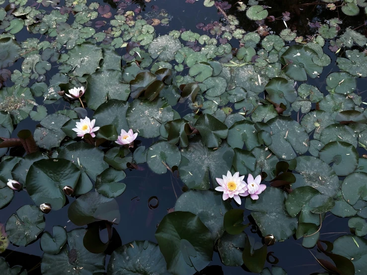 some lilys are growing and green in the water