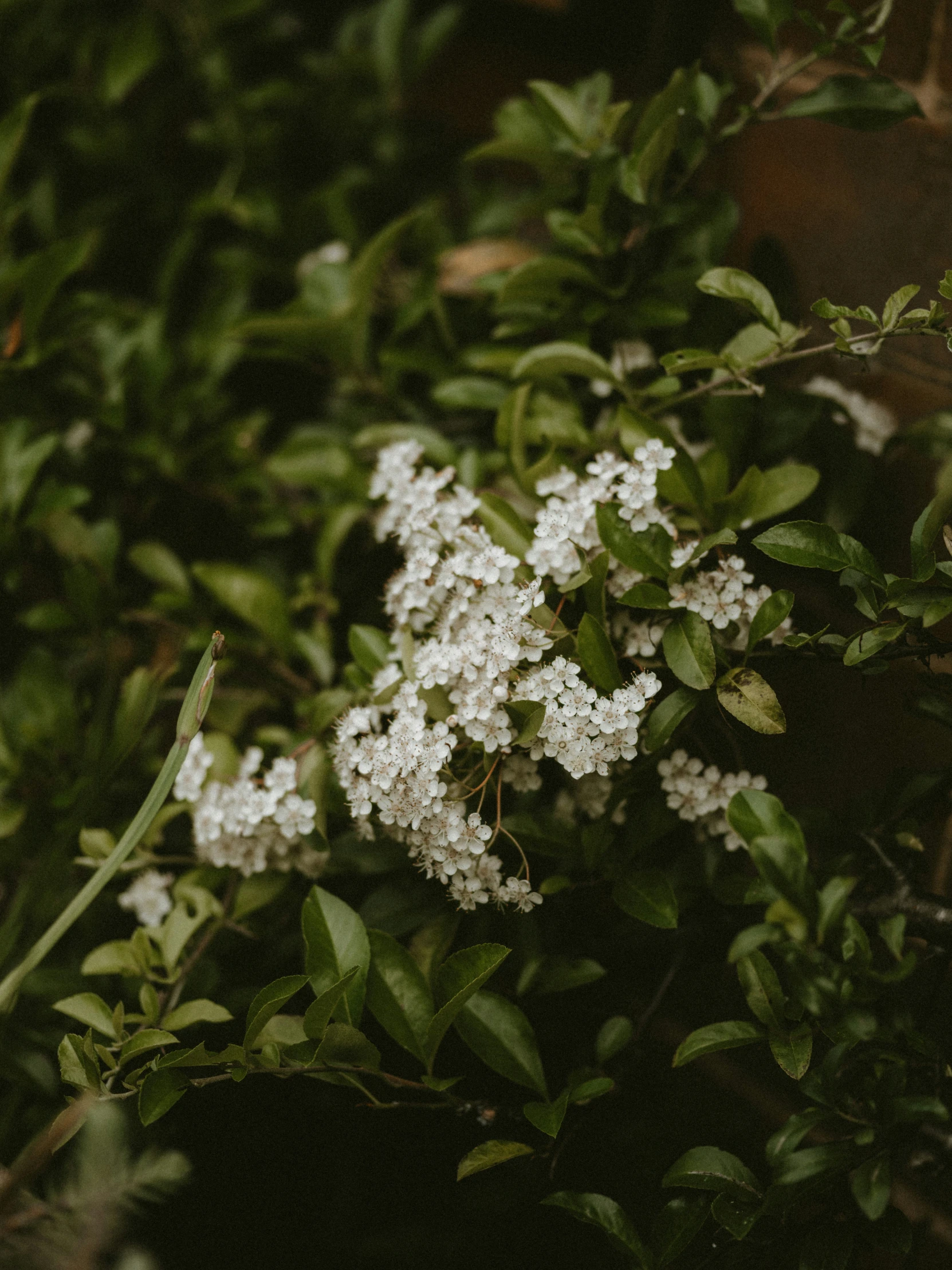 a small white flower with many leaves