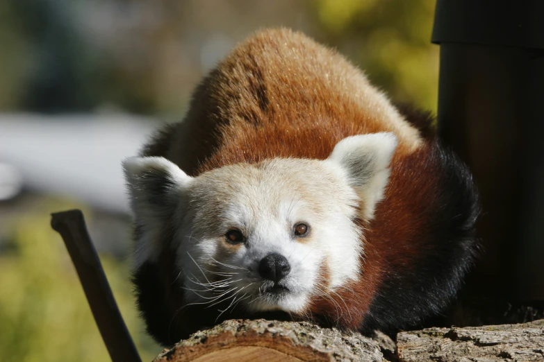 a brown and white animal standing next to a tree