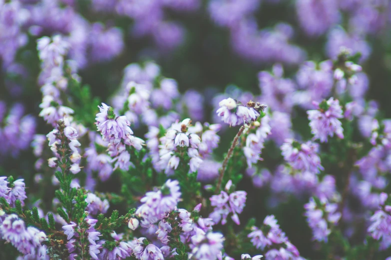 wild purple flowers blooming near a field of green