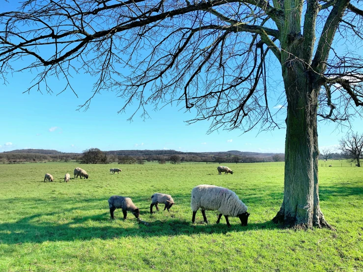 sheep graze in a field under a tree