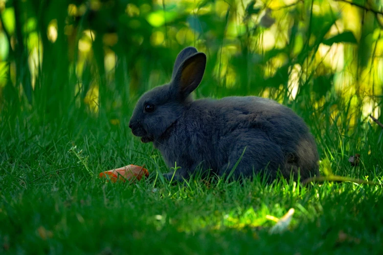 the dark colored rabbit sits in the grass