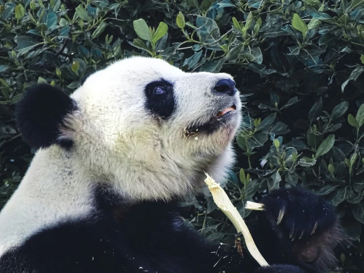 there is a very large panda eating a bamboo