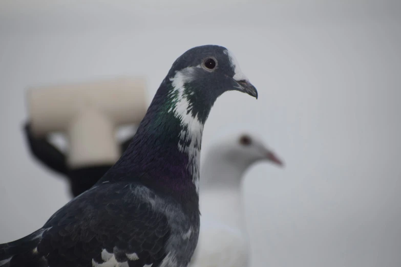 two birds are perched on top of a bench