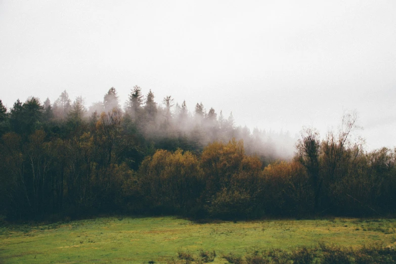 trees covered in mist near a grassy field