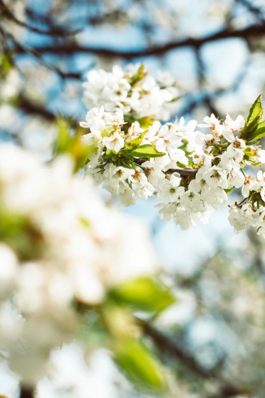 a flowered tree is in full bloom on a sunny day