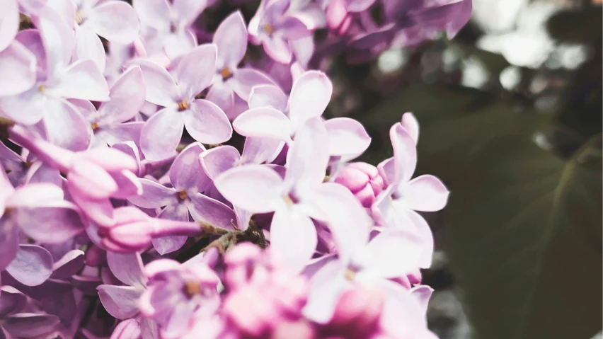 closeup of purple flowers in full bloom