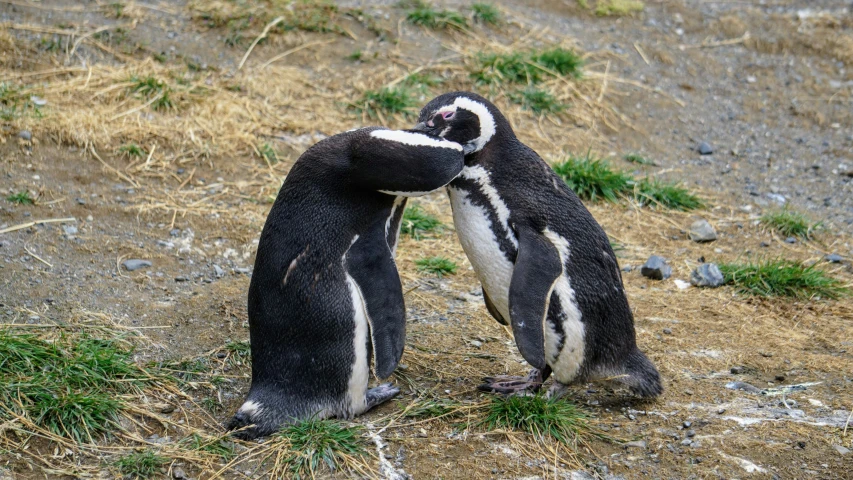 two penguins fighting in a field with their arms around each other