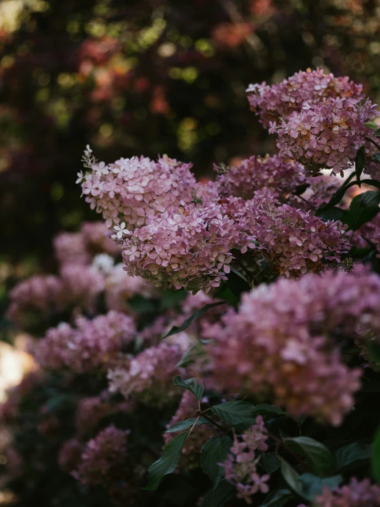 pink flowers blooming next to a green bush