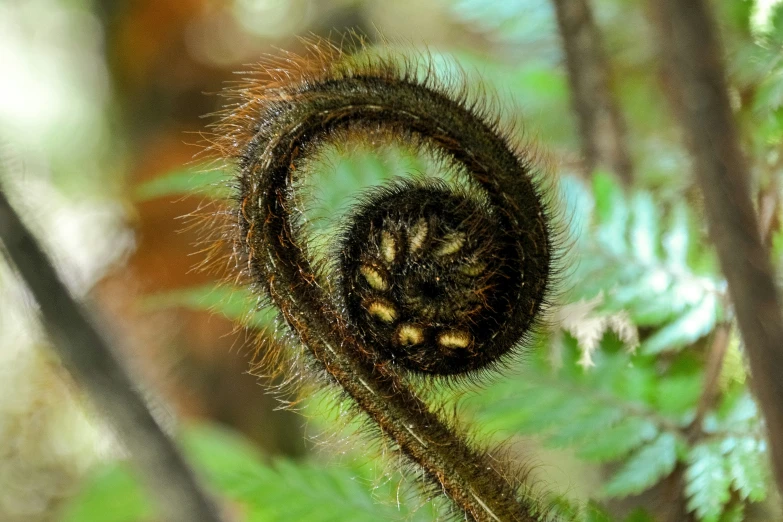 a plant that has a spiraly substance on it