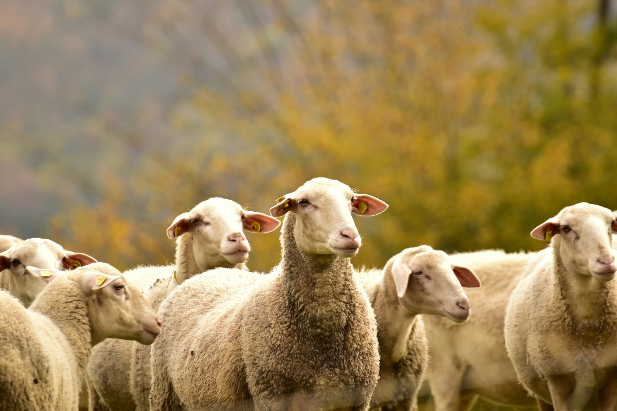 several sheep standing together in a herd