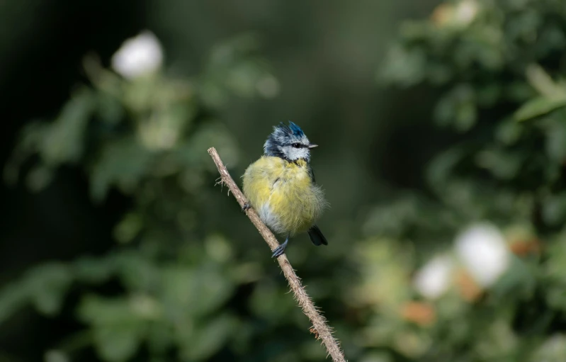 a small blue and yellow bird on a nch