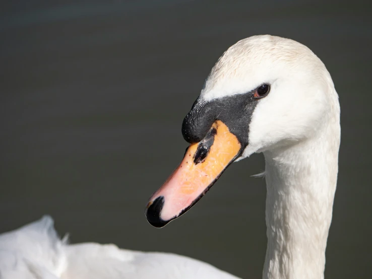 a white swan with orange beak swimming in water