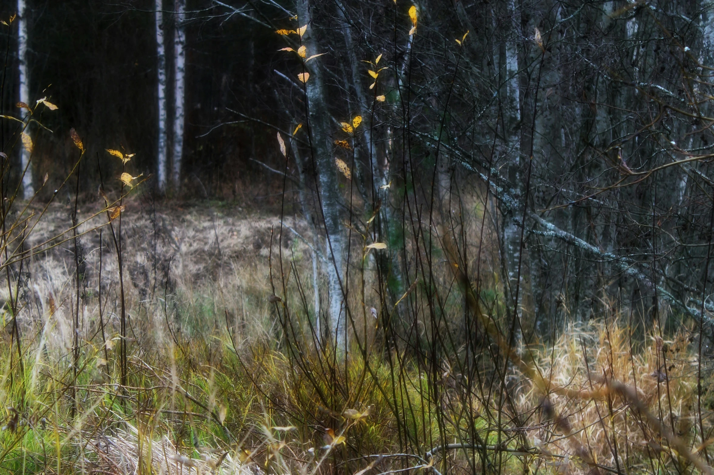 some trees in the woods and brown grass