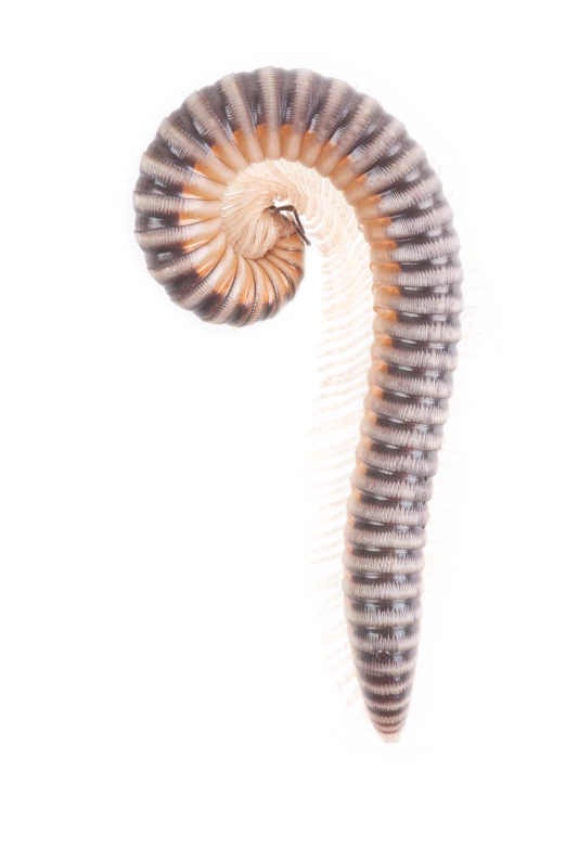 a sea horse's head is seen on the underside of the image