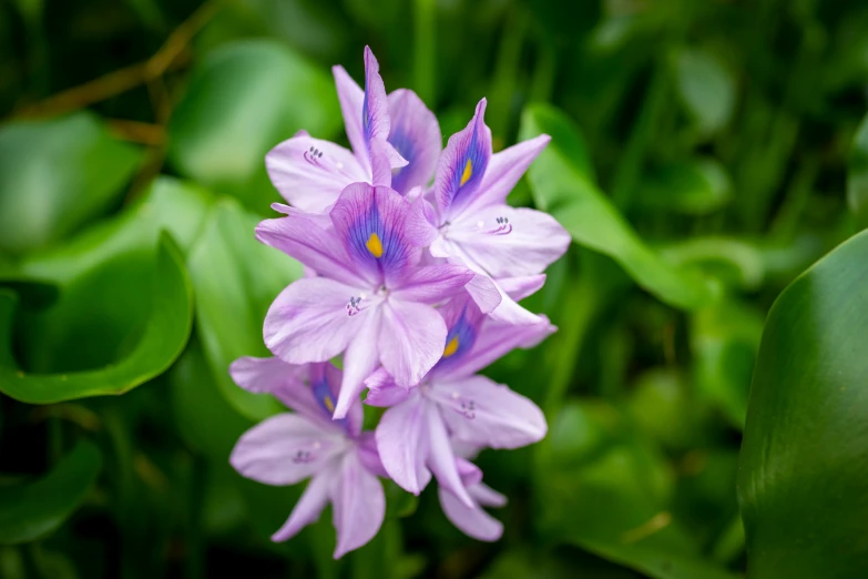 a small flower with purple flowers surrounded by leaves