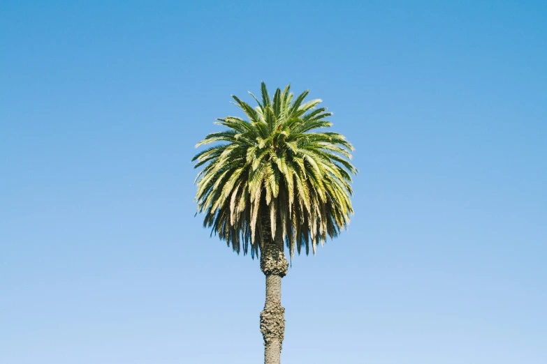 there is a palm tree that is tall