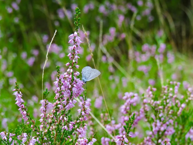 a erfly on some purple flowers and greenery