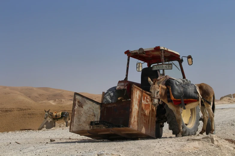 a horse pulling a vehicle with its front wheels up