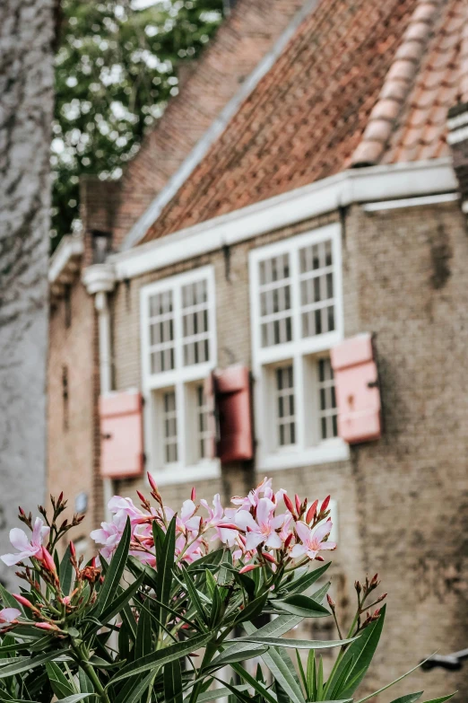 an older house with shutters open in the background and flowers