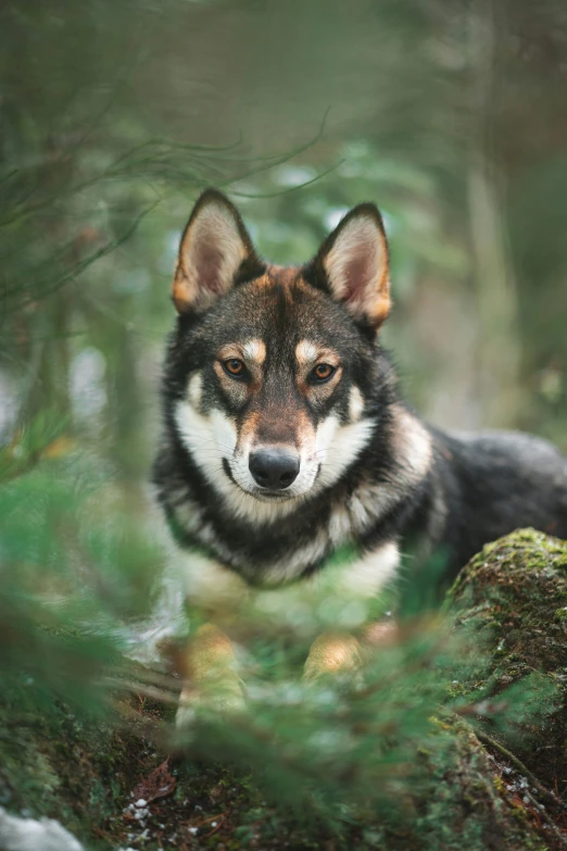 the head of an adult dog looking up from behind some moss