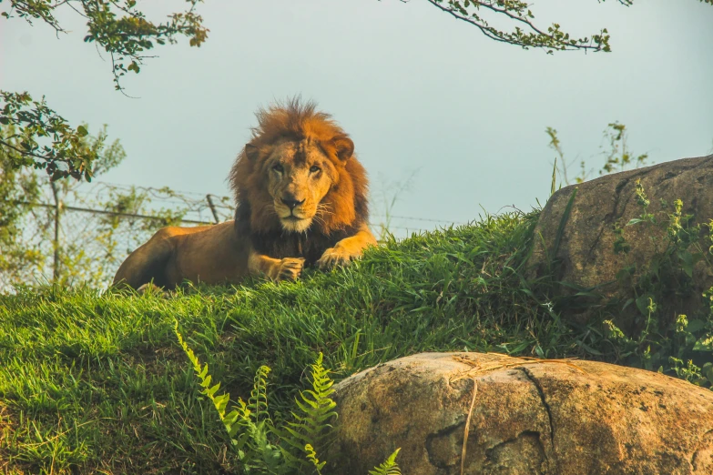 an adult lion laying on a hillside beside a rock