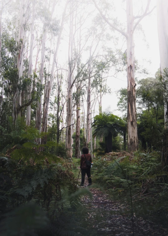 a woman and man walking in the forest near tall trees