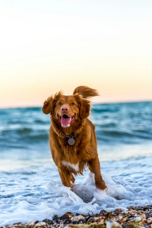 a dog stands in the waves on the beach