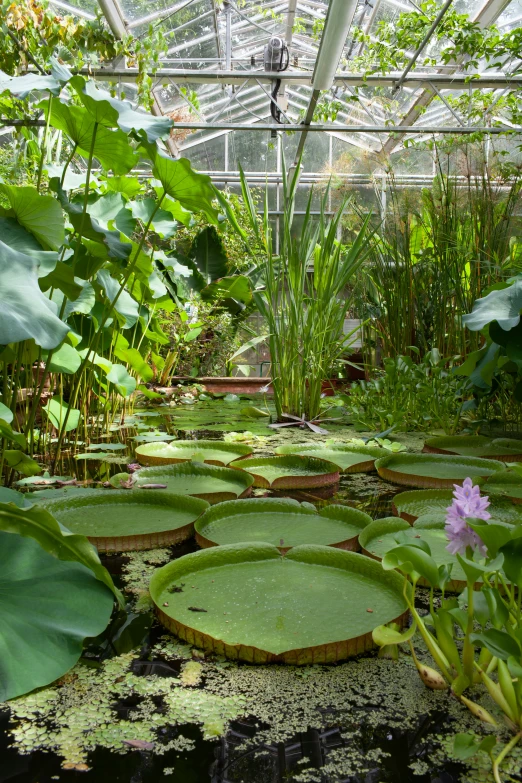 the pond is covered with water lillies and green leaves