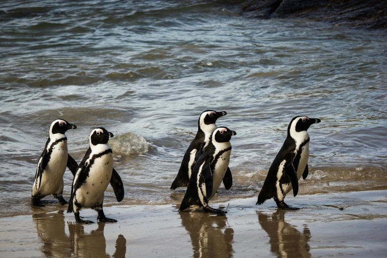 five birds that are walking in the water