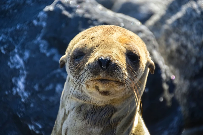 a seal sits among the rocks with its eyes closed