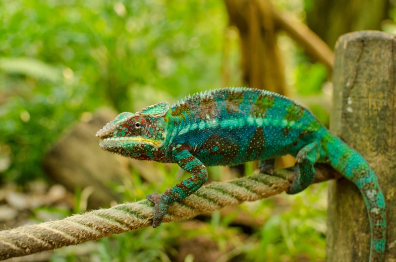 an exotic chamelon climbing on a rope in the jungle