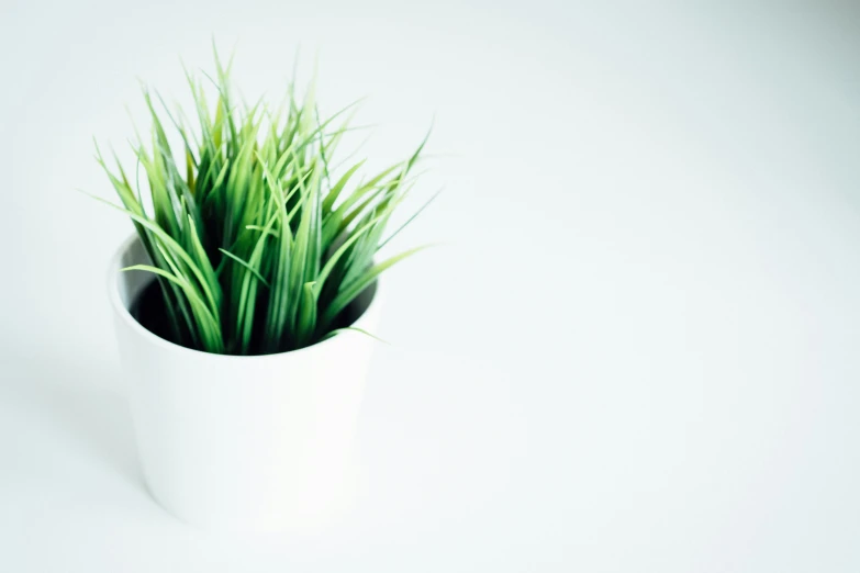 some green grass is growing in a white pot