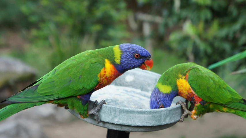 the birds are sitting on the bird bath in the yard