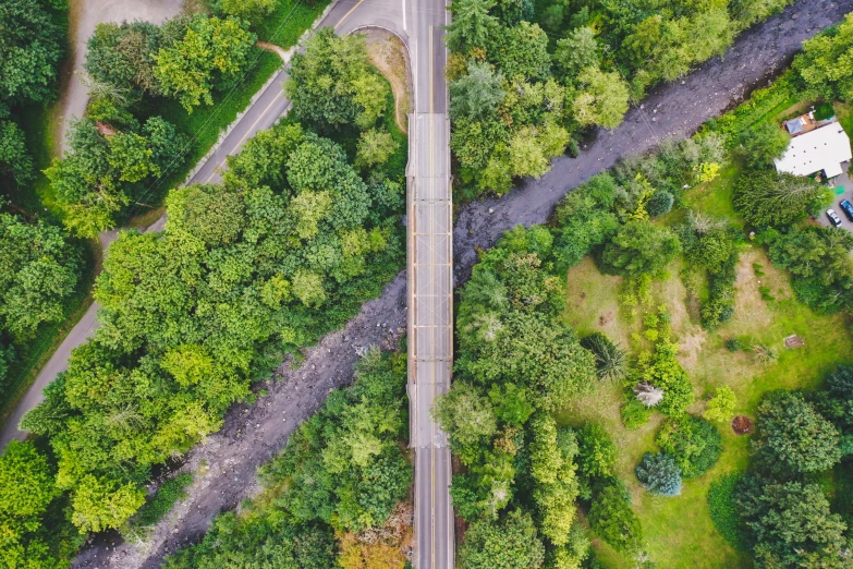 aerial po of tree lined country road surrounded by lush greenery